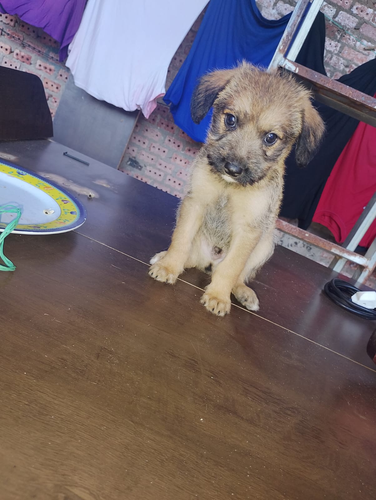 Foto do pet