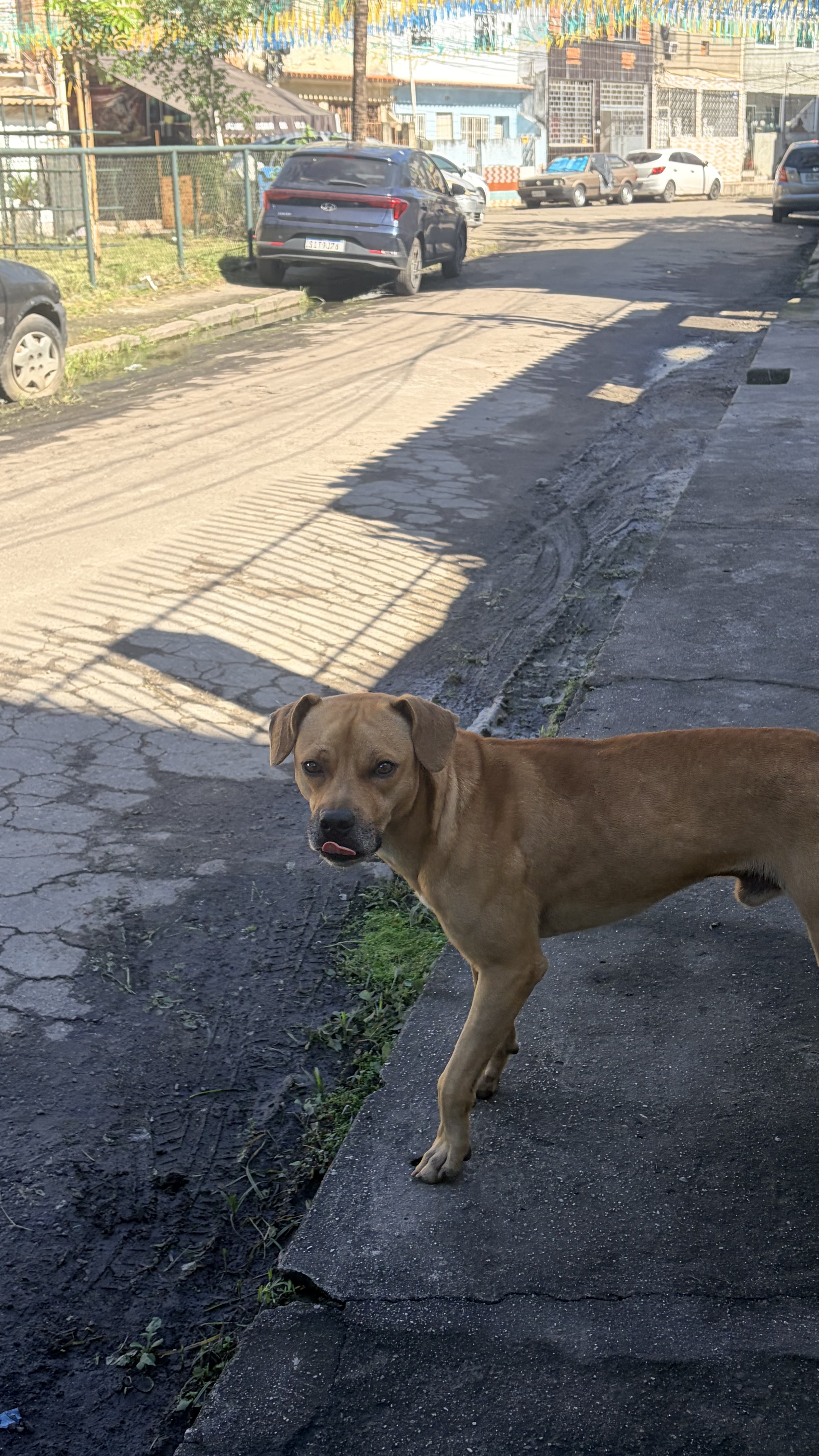 Foto do pet
